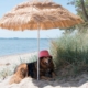 chien parasol plage