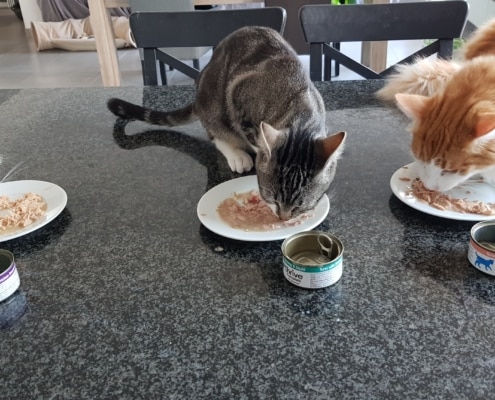chats qui mangent de la pate