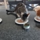 chats qui mangent de la pate
